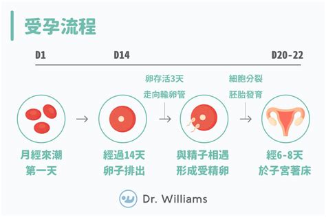 岱磯驗孕|懷孕